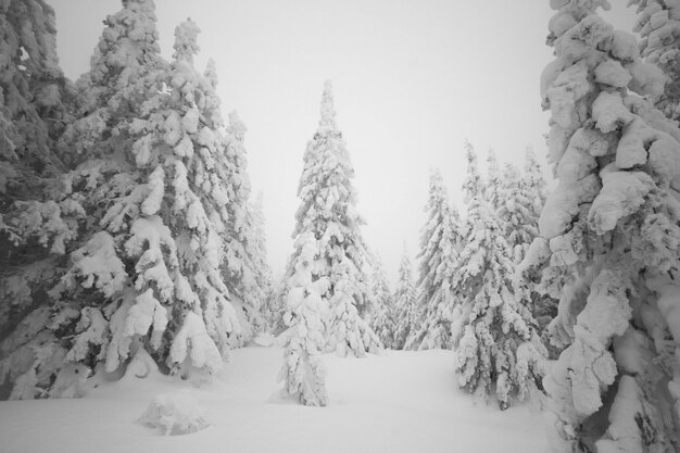 matin neigeux dans les bois. Arbres forestiers recouverts de neige. Tout est couvert de neige