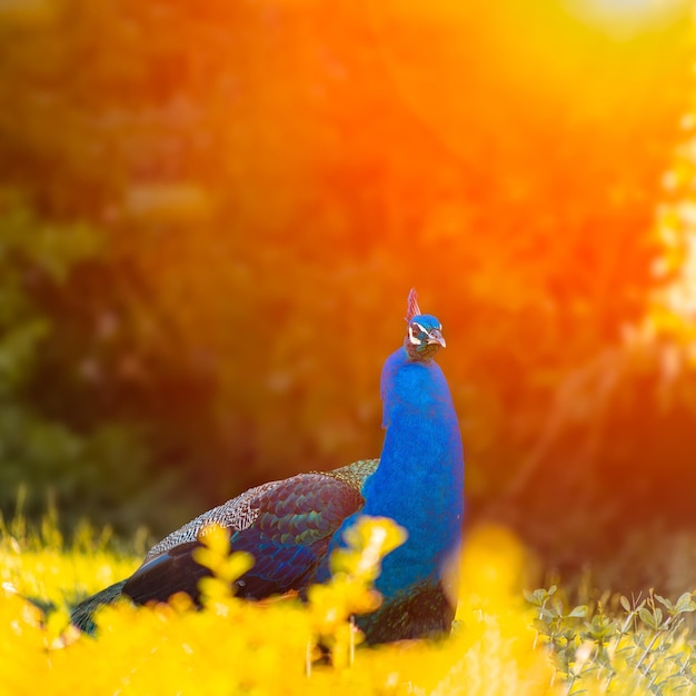 Le matin, un oiseau paon bleu se promène dans un magnifique parc éclairé par les rayons du soleil