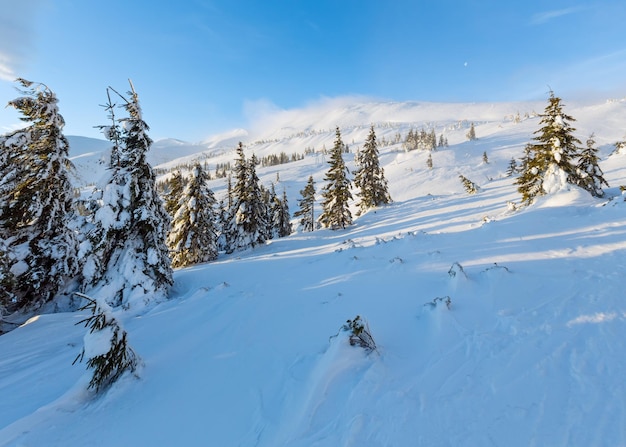 Matin paysage de montagne d'hiver avec des nuages et des sapins sur la pente (Carpates).