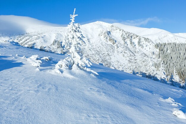 Matin paysage de montagne d'hiver avec sapin sur la pente.