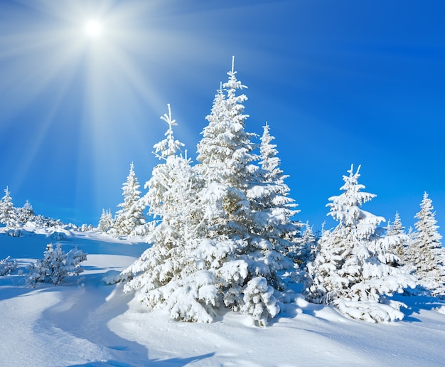 Matin paysage de montagne d'hiver avec des sapins sur la pente et le soleil.