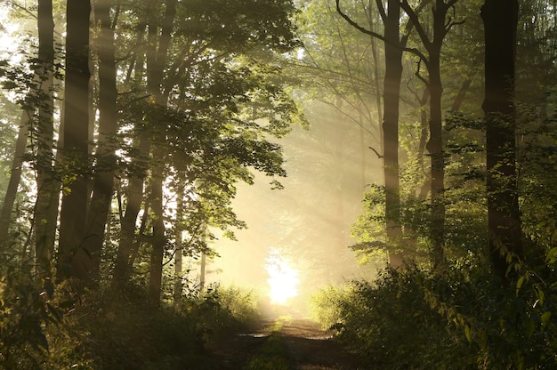 Matin de printemps brumeux dans les bois feuillus