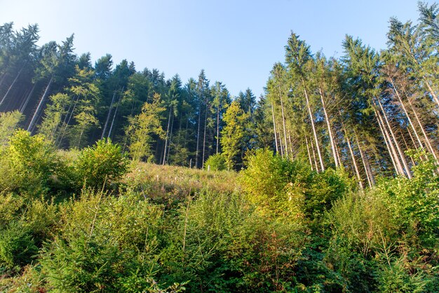 Matin avec des rayons de soleil dans la forêt verte