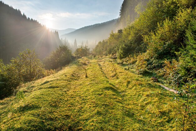 Matin avec des rayons de soleil dans la forêt verte