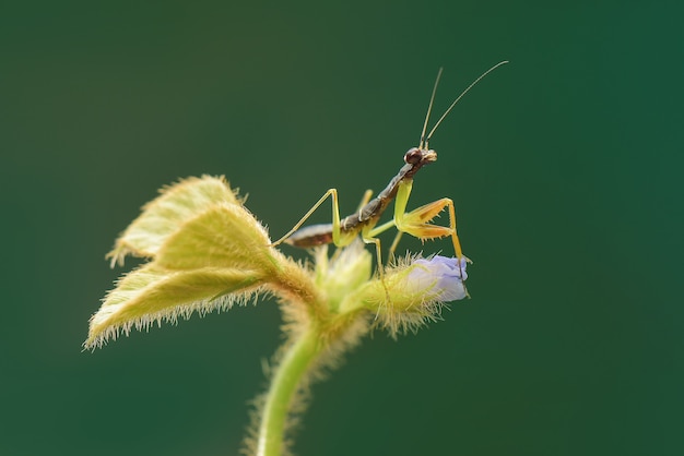 Les matis noirs volent sur une feuille dans le jardin