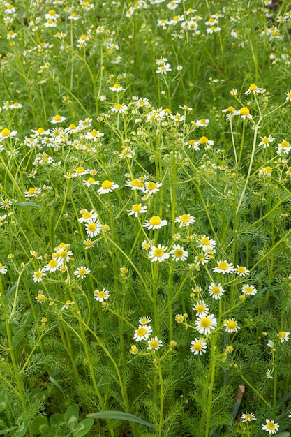 Matricaria chamomilla dans le jardin