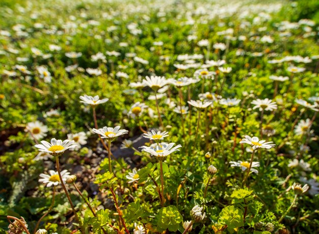 Matricaria chamomilla marguerites parmi l'herbe verte par une journée ensoleillée