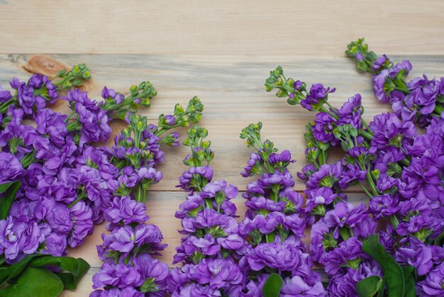 Matthiola fleurs violettes.