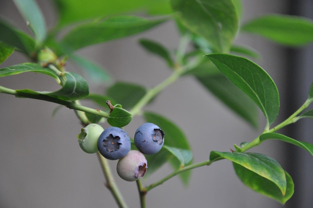 Maturation des bleuets sur une branche