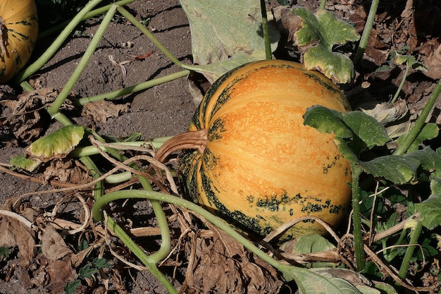 Maturation dans les champs de citrouilles temps de récolte des graines de citrouille