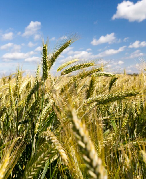 Maturation du seigle sur le terrain en été