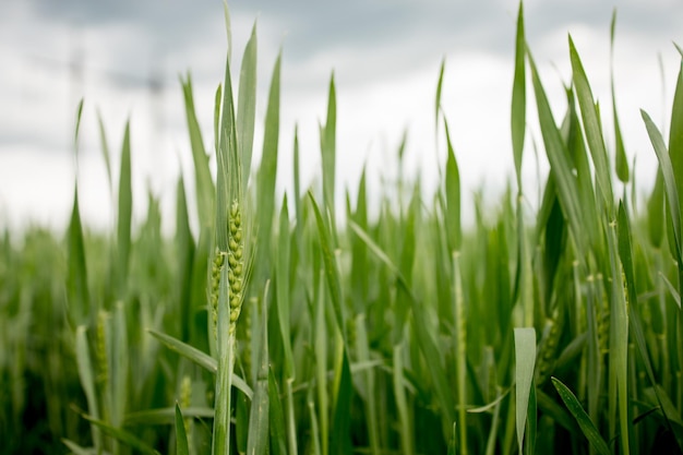 Maturation des épis du champ de blé des prés. Concept de récolte riche. Les épis de blé vert se bouchent.