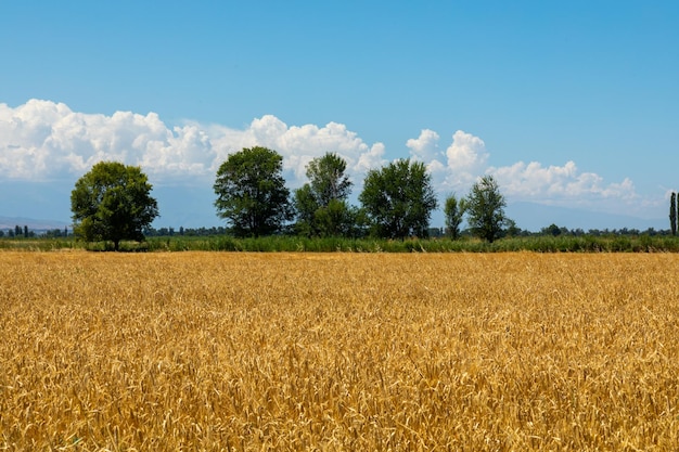 Maturation des épis d'orge dans un champ en été pendant la période de récolte