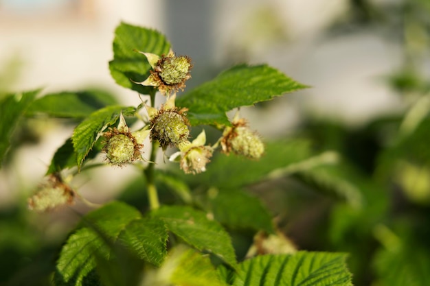 Maturation des framboises sur un buisson