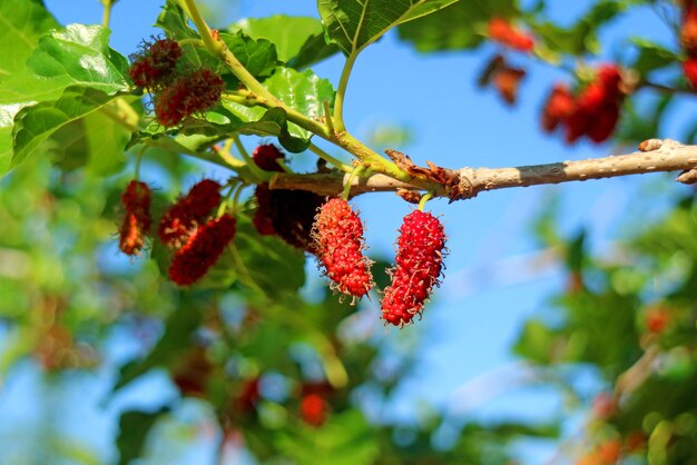 La maturation des fruits de mûrier immatures rouge vif sur l'arbre