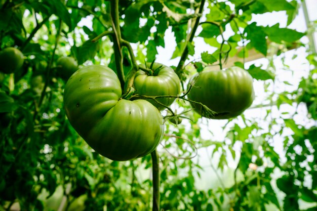 Maturation des fruits de la tomate parmi le feuillage vert dans une serre un jour d'été