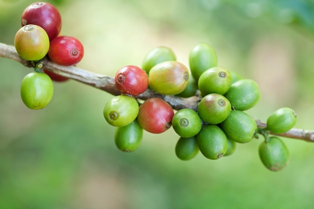 La maturation des grains de café sur plante