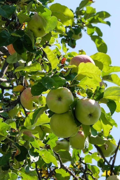 Maturation des pommes