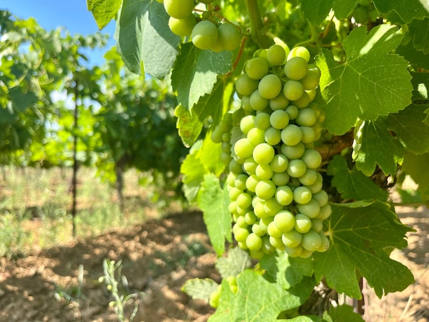 Maturation des raisins Vitis vinifera sur le terrain