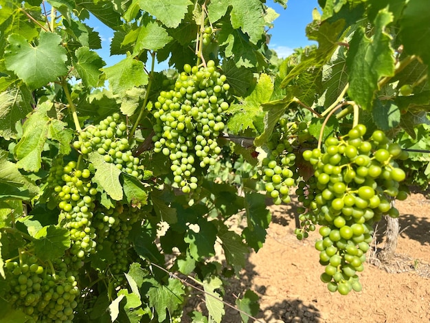 Maturation des raisins Vitis vinifera sur le terrain