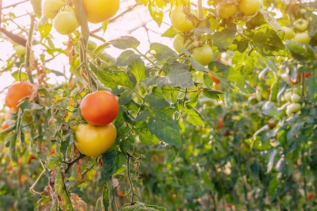 Maturation des tomates dans une simple serre rustique et agricole