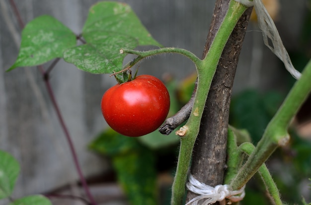 Maturation des tomates juteuses