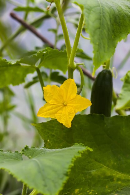 Maturation des tomates en serre Légumes biologiques de la ferme