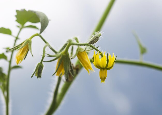 Maturation des tomates en serre Légumes biologiques de la ferme