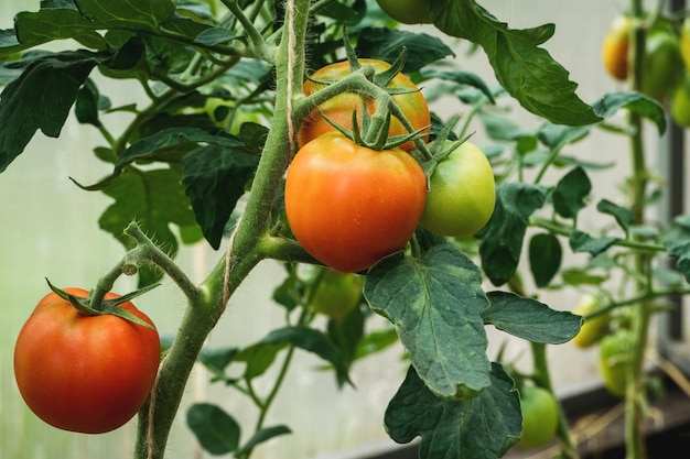 Maturation des tomates sur des tomates vertes et rouges de la vigne en gros plan de serre cultivant des légumes biologiques