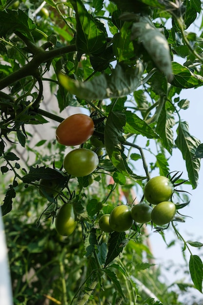 Maturation de tomates vertes accrochées à des brindilles un jour d'été dans un lit de jardin