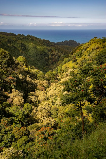 Maui, Hawaï. Belle vue panoramique sur la verdure luxuriante des forêts d'Hawaï le long de la côte de l'océan Pacifique.