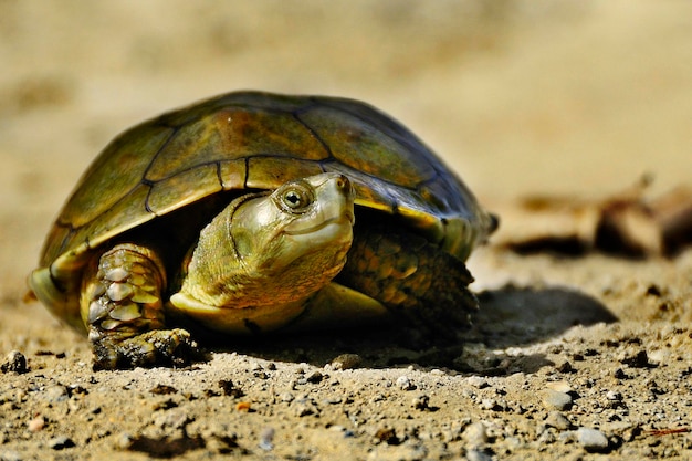 Mauremys leprosa Le galapagus lépreux est une espèce de la famille des Geoemydidae