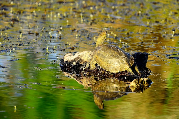 Mauremys leprosa - La tortue lépreuse est une espèce de tortue semi-aquatique de la famille des Geoemydidae