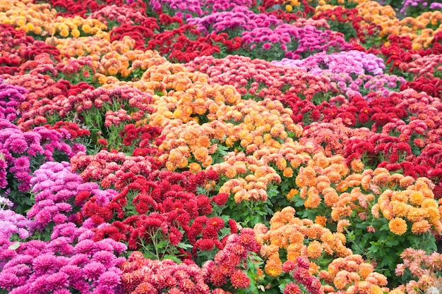 Mauvaise fleur de chrysanthème multicolore d'automne (fond rayé)
