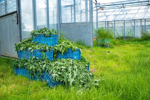 mauvaises herbes dans une caisse à côté d'une serre dans une ferme