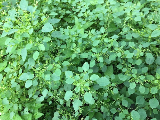 les mauvaises herbes qui poussent dans le jardin