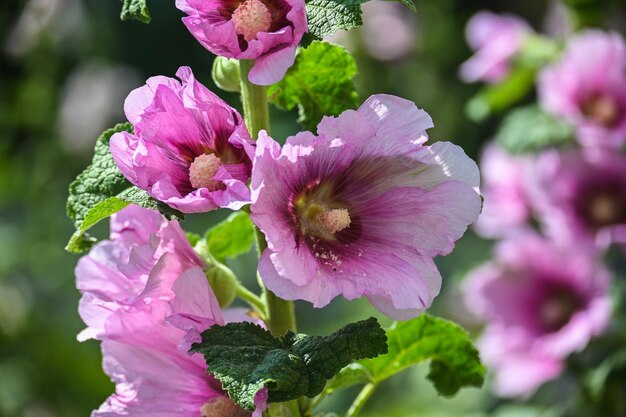 Mauve en fleurs