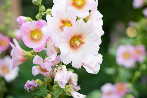 Mauve rose blanc avec des fleurs d'été moyen rouge foncé de gros plan de mauve