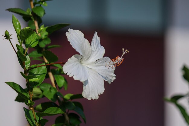 Photo mauve rose blanche