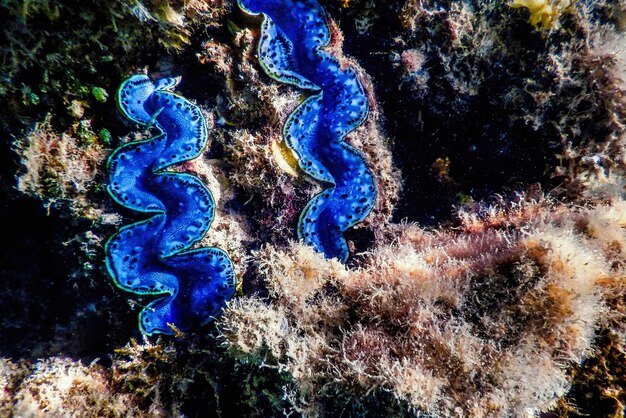 Maxima palourde Tridacna maxima Underwater