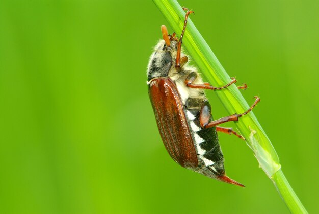 May-bug sur une herbe verte