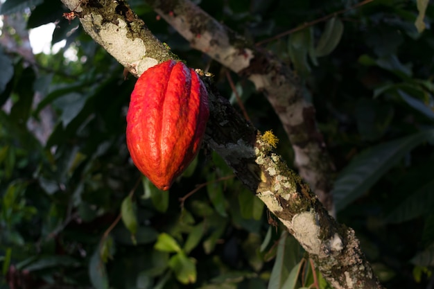 Mazorca de cacao