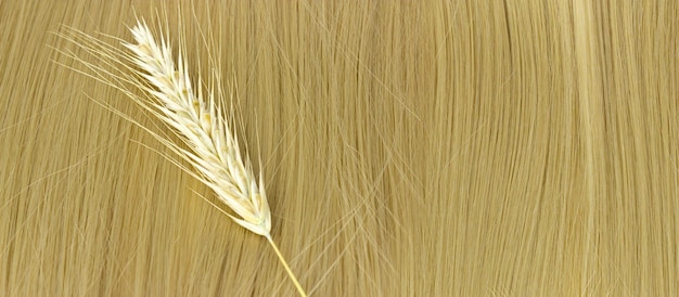 Mèche de cheveux blonds avec des brins de blé mûr sur blanc Cheveux ondulés blonds sur fond blanc Service de coiffure force des cheveux coupe de cheveux coiffure Extensions de cheveux matériaux et cosmétiques