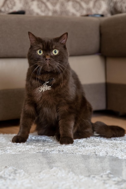 Médaille pour chat Keks. Chat écossais brun à la maison avec étiquette