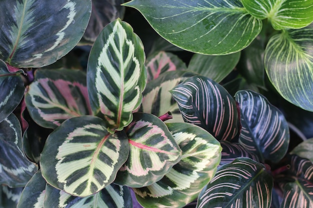 Médaillon Calathea, vue de dessus