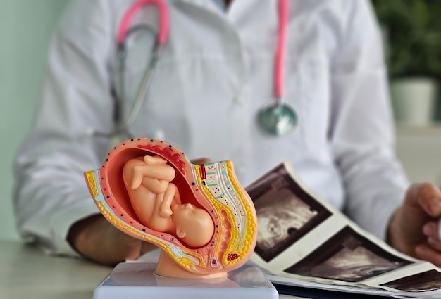 Un médecin analyse un modèle fœtal détaillé avec des images ultrasonographiques
