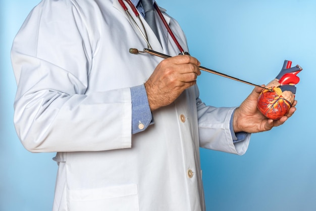 Photo médecin en blouse et stéthoscope pointant vers un cœur d'un modèle anatomique