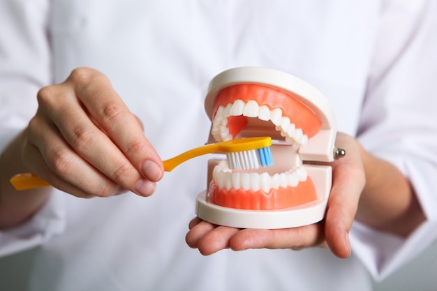 Médecin dentiste montre un modèle de dents dans ses mains