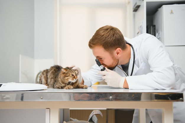 Un médecin examine un chat malade Concept de clinique vétérinaire Services d'un médecin pour la santé des animaux et le traitement des animaux de compagnie