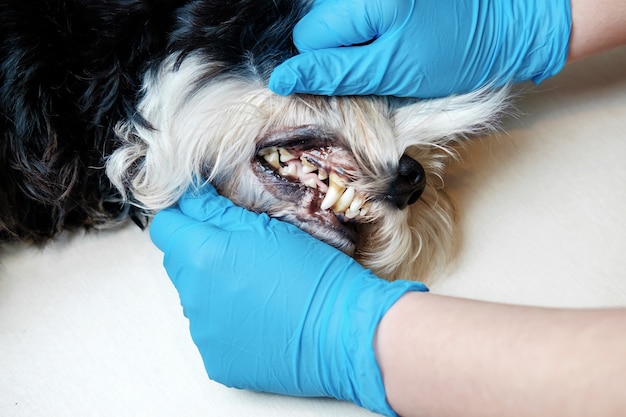 Médecin examine les dents d'un chien, tartre de chien, maladie dentaire chez un chien, mains du vétérinaire, gants en latex, hygiène buccale du chien, chien malade, gros plan du problème